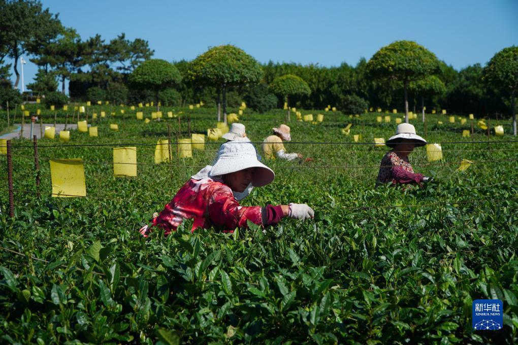 送彩金500的网站大白菜